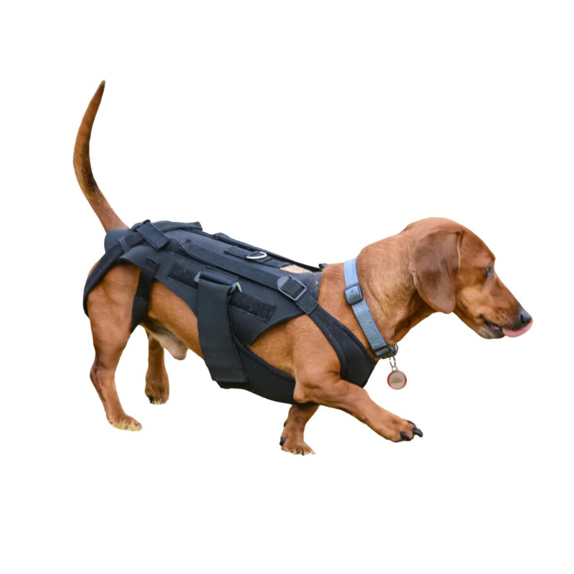 Melworx Pets Canine Back Brace - Medium